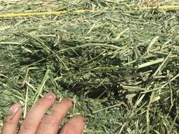 Alfalfa Hay for sale