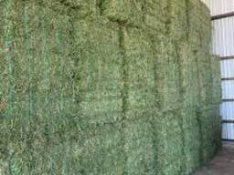 Alfalfa Hay for sale