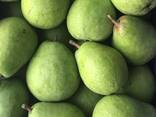 Best pears from Poland wholesale - photo 1