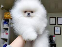 Boy exhibition pomeranian spitz