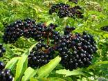 Бузина черная - фото 1