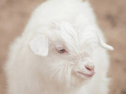 Cashmere goats for sale