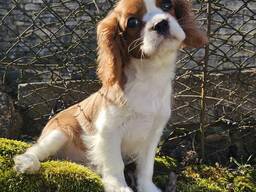 Cavalier King Charles Spaniel Welpen. Rüden und hündinnen
