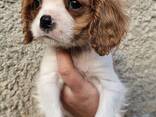 Cavalier King Charles Spaniel Welpen, Rüden und Hündinnen. - photo 1