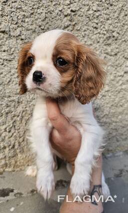 Cavalier King Charles Spaniel Welpen, Rüden und Hündinnen.