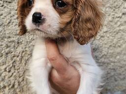 Cavalier King Charles Spaniel Welpen, Rüden und Hündinnen.