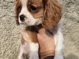 Cavalier King Charles Spaniel Welpen, Rüden und Hündinnen. - photo 3