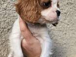 Cavalier King Charles Spaniel Welpen, Rüden und Hündinnen. - photo 4
