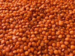 Чечевичная крупа производство Казахстан