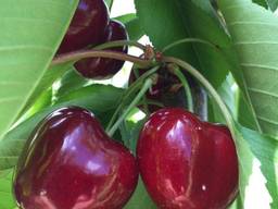 Cherry from Bulgaria