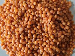 Fava beans, Red lentils, Corn, Chickpeas, Soybean, Sunflower meal