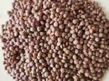 Fava beans, Red lentils, Corn, Chickpeas, Soybean, Sunflower meal - photo 1