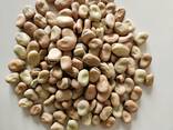 Fava beans, Red lentils, Corn, Chickpeas, Soybean, Sunflower meal - photo 3