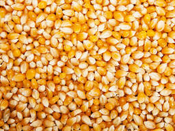 Feed corn - maize