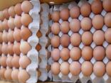 Fresh Chicken Table Eggs Brown and White Fresh Chicken Eggs/ Fresh Farm Chicken eggs - фото 1