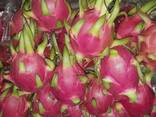Fresh Dragon Fruit from Vietnam - photo 1