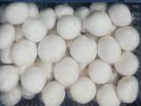 Fresh quality champignons from Poland - фото 1