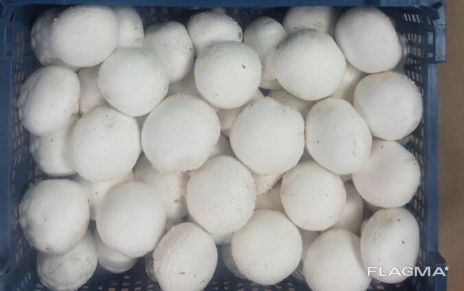 Fresh quality champignons from Poland