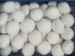 Fresh quality champignons from Poland