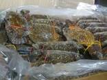 Frozen King Crabs legs/ Live King Crab / Dungeness Crab/ Mud crab price - фото 1