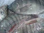 Good Quality Seafood Good Quality Frozen Tilapia Fish - фото 1