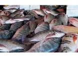 Good Quality Seafood Good Quality Frozen Tilapia Fish - фото 2