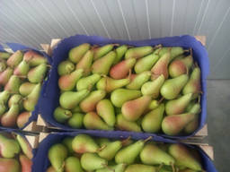 Груша и слива сербская