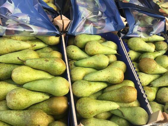 Груша из Польши