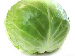 Капуста молодая