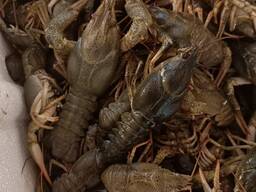 Куплю живые раки