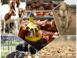 Livestock, ox gallstone and ostrich chicks