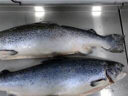 Лосось замороженный потрошеный