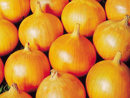 Лук репчатый оптом