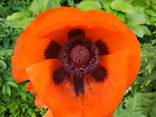 Маки декоративные (семена) - фото 2