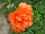 Маки декоративные (семена) - фото 3