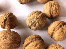 Орех с черупке