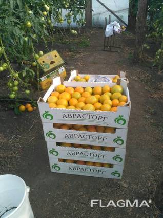 Овощи и фрукты оптом