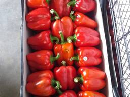 Перец KALIFORNIYA RED