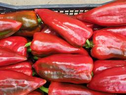 Перец красный сербскии