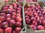 Polish apples, La-Sad - фото 1