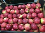 Polish apples, La-Sad - фото 5