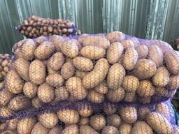 Полски картофи: Vineta, Soraya, Queen Anne и др.