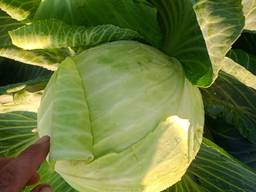 Продам капусту