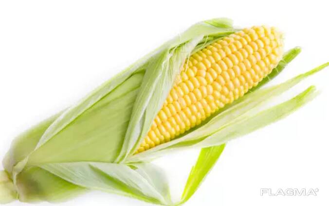 Продам кукурузу