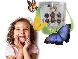 Продажа куколок тропических бабочек, коконы бабочек, ферма