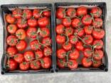 Продажа оптом помидоров, томатов из Туркменистана на экспорт по выгодным ценам - фото 2