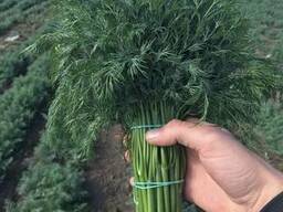 Продажба на копър / магданоз за износ (от Украйна)