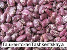 Quality 3D beans from Kyrgyzstan
