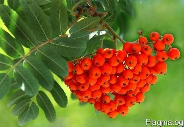 Рябина красная замороженная