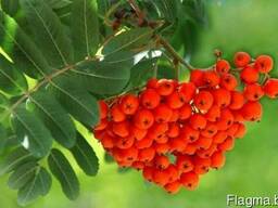 Рябина красная замороженная